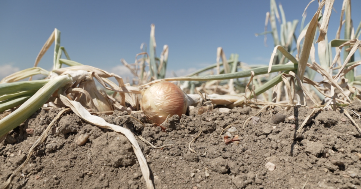 Colorado law increases penalties for fake 'Colorado Grown' labels to protect farmers and consumers