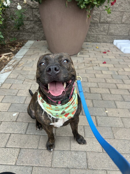 Pet of the week