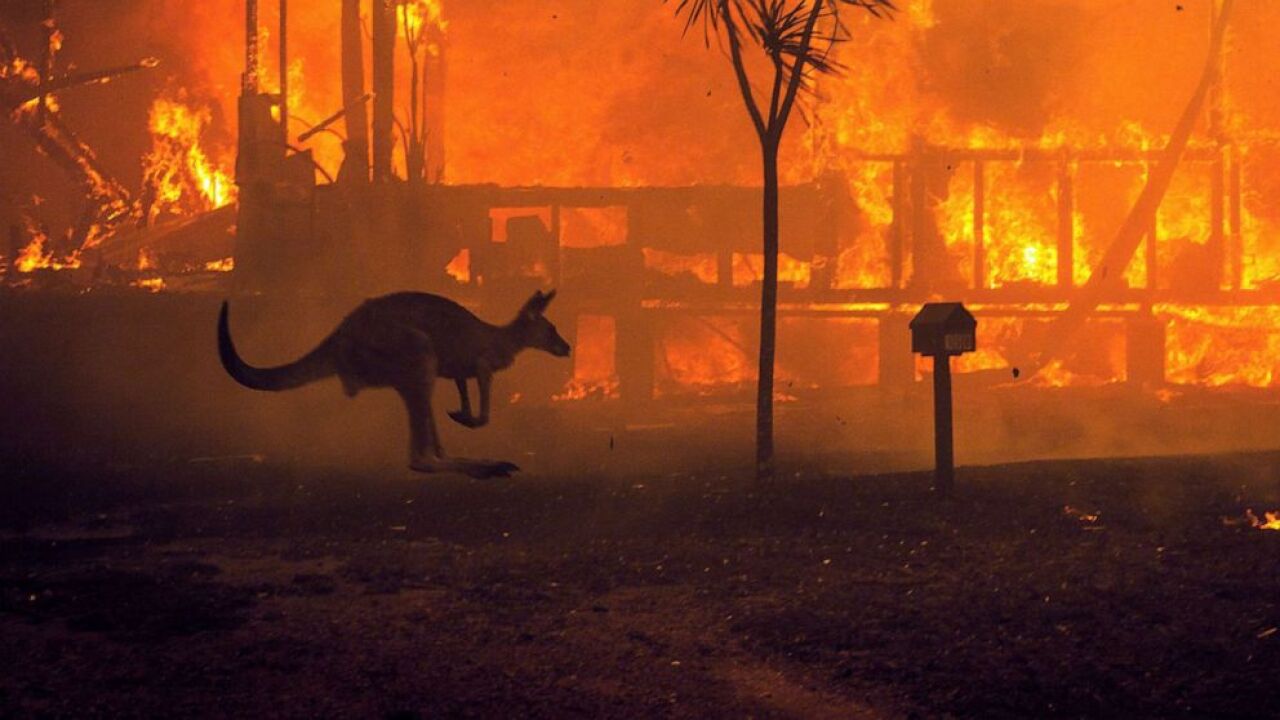 More Than 1 Billion Animals Estimated Dead In Australia More Than 1 Billion Animals Estimated Dead In Australia