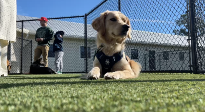 Big Dog Ranch veteran dog