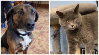 Pets Of The Week: Dozer and Asher
