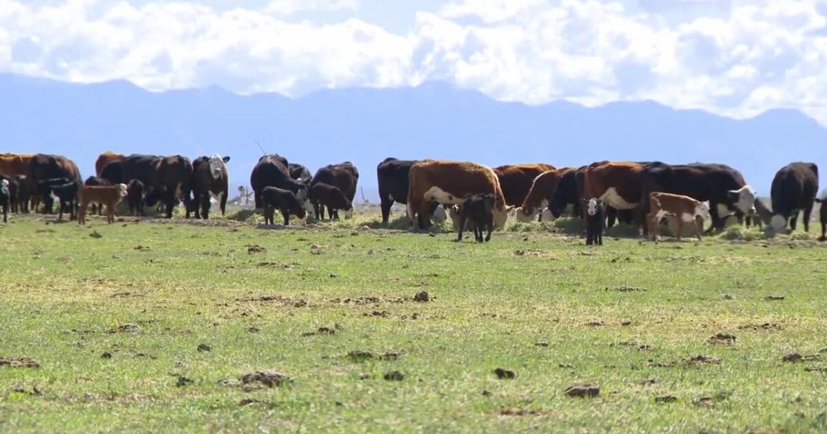 Lack of snowmelt leaves Central Utah farms and ranches scrambling