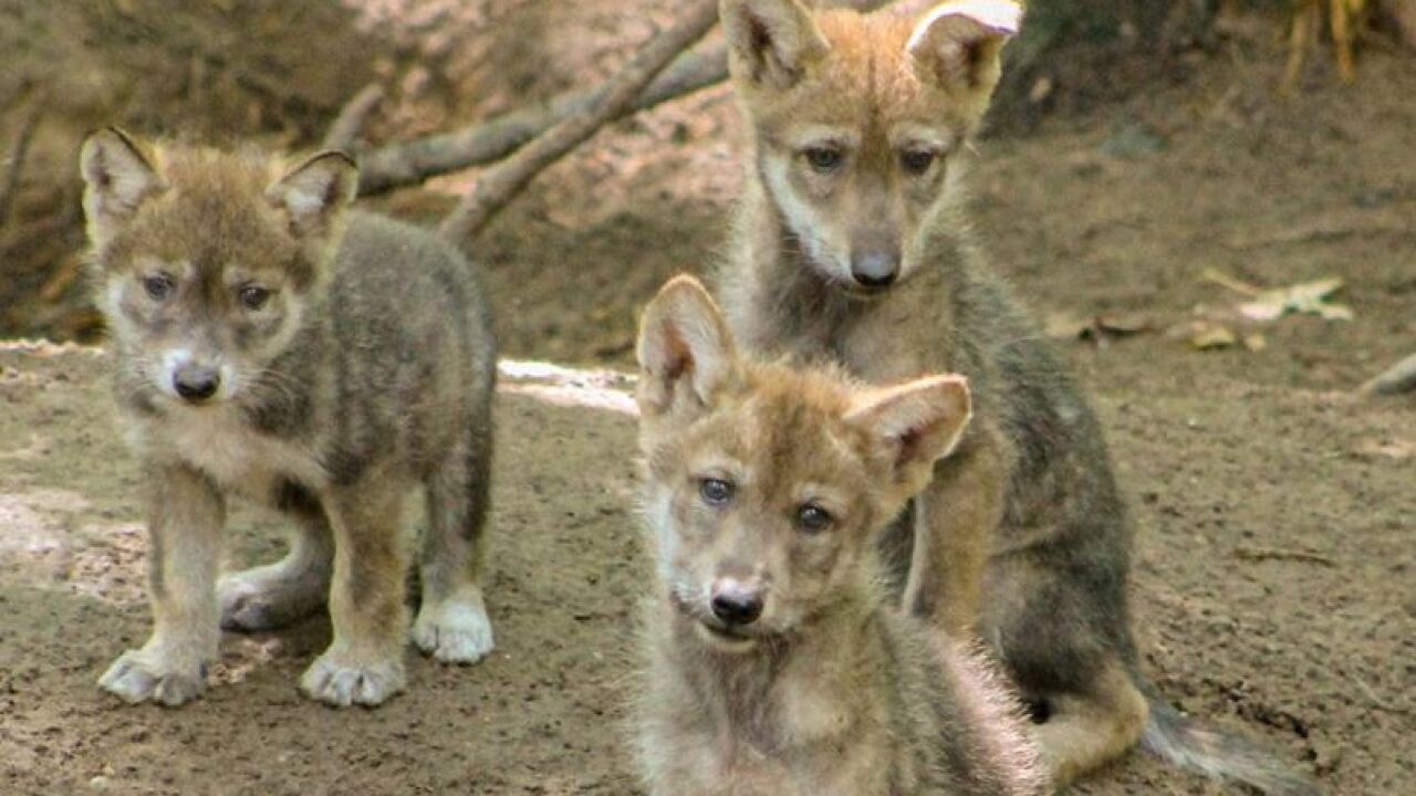 Wolf Pups.JPG