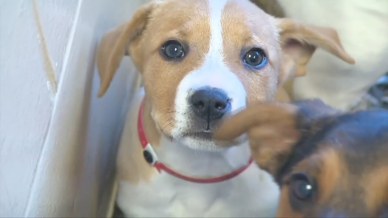 DOGS.jpg