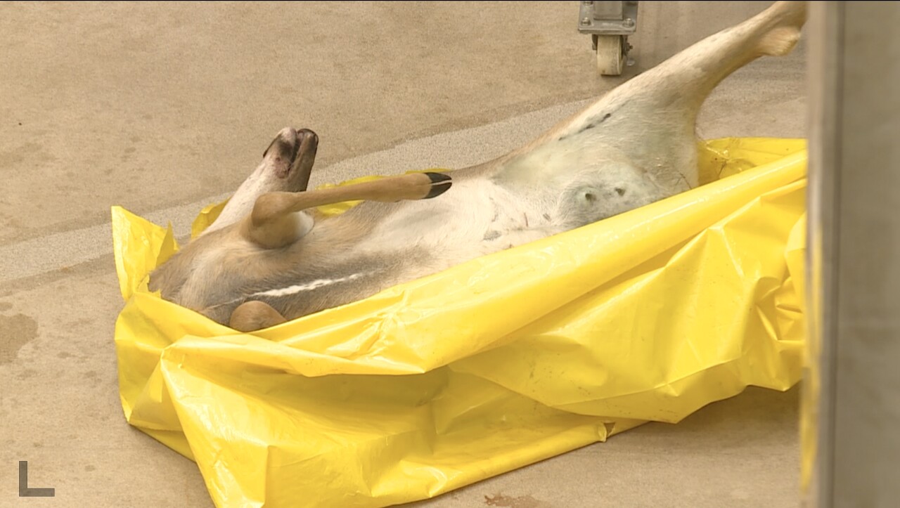 Deer for Testing at MSU