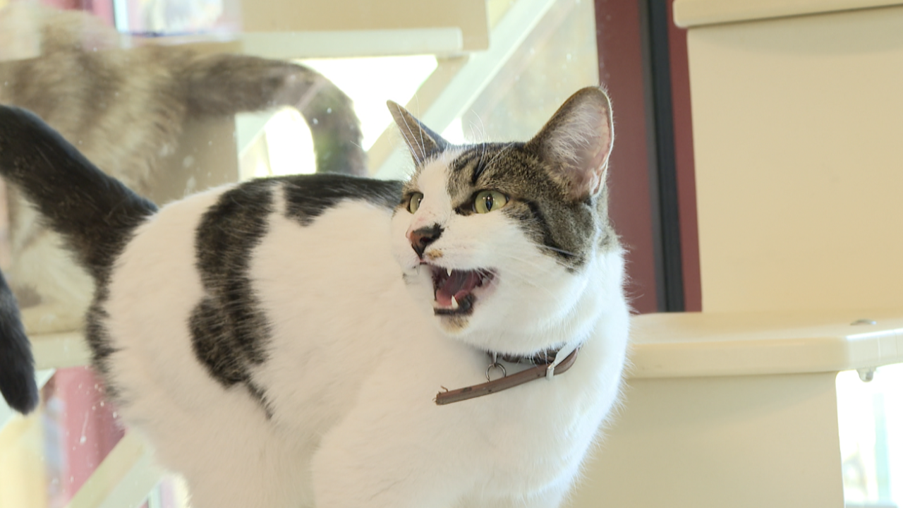 Humane Society