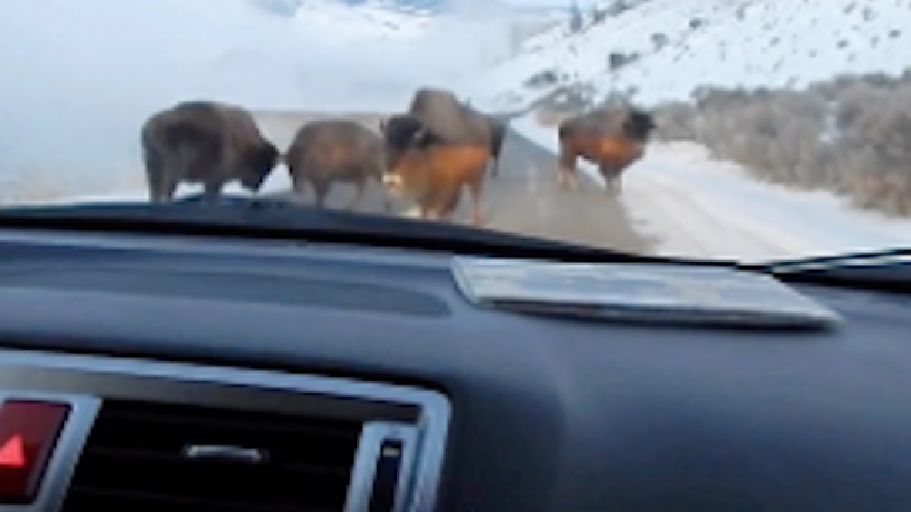 Dad hilariously panics over bison blockade