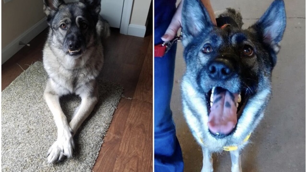 Animal rescue ends prison program after dog dies