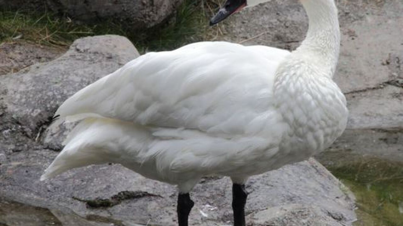 Swans Have Come Back >> Trumpeter Swans Making Comeback In Wisconsin Swans Have Come Back >> Trumpeter Swans Making Comeback In Wisconsin