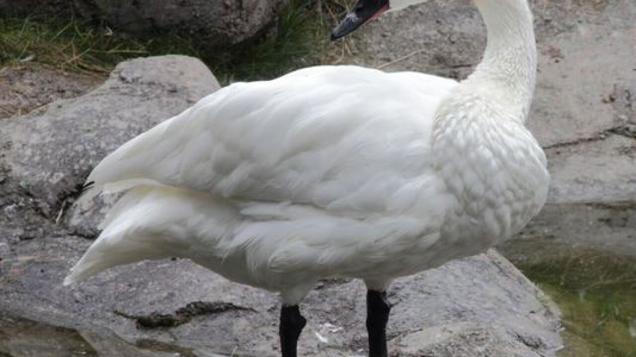 Trumpeter swans making comeback in Wisconsin