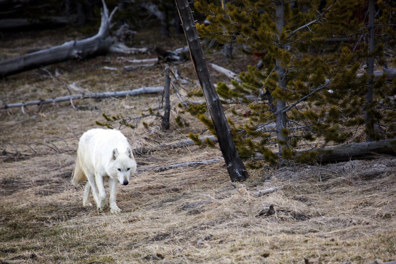 Yellowstone White Wolf