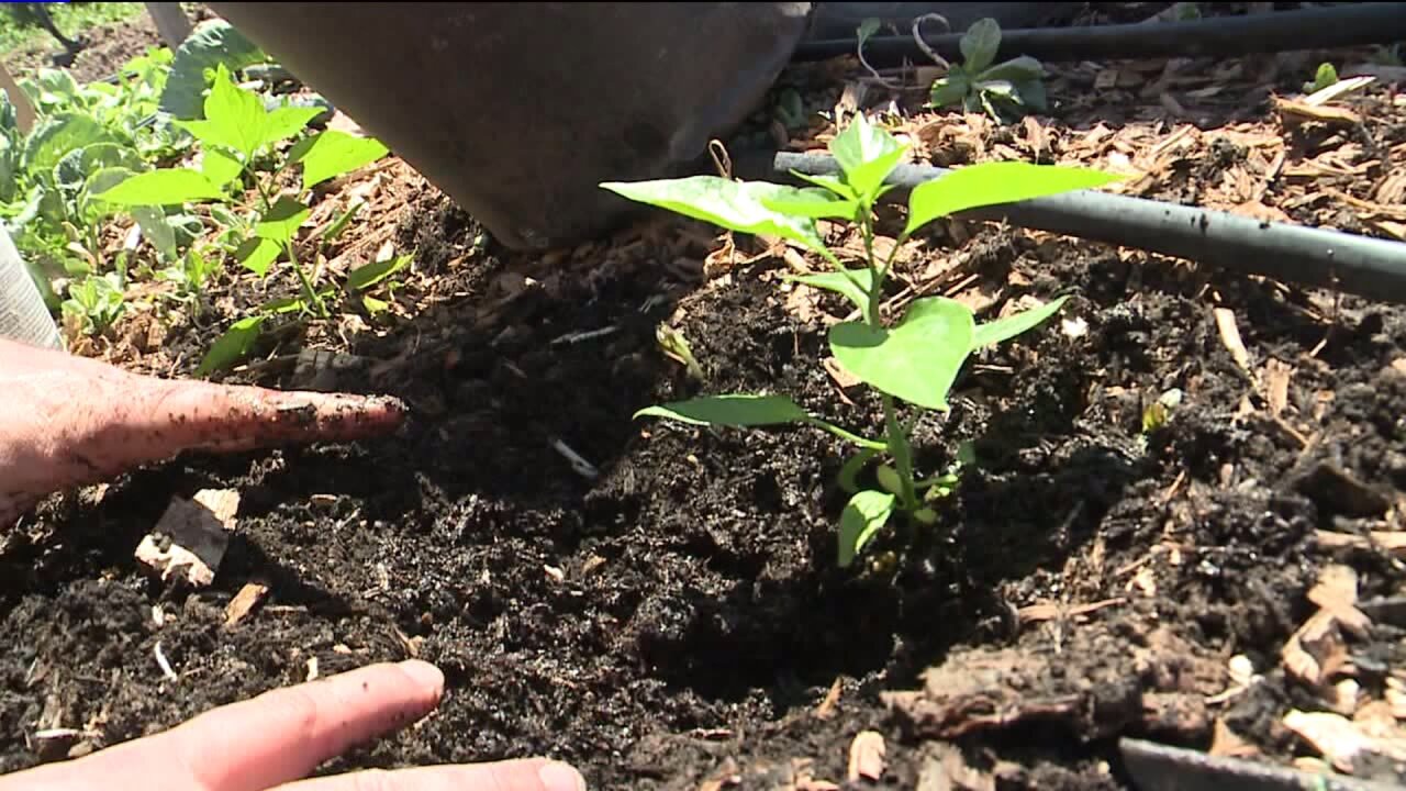 Tips for effective weed control