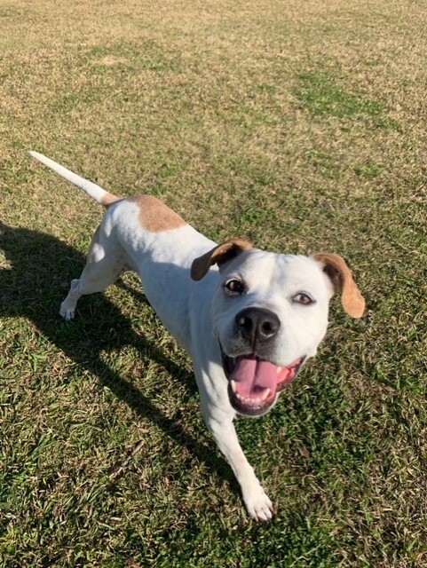 GMA Pet of the Week: Rappy