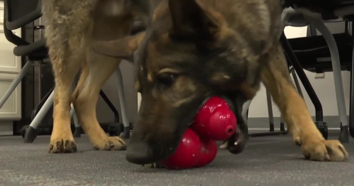 Bozeman Police Department discusses new student resource K9 program - Vimarsana News