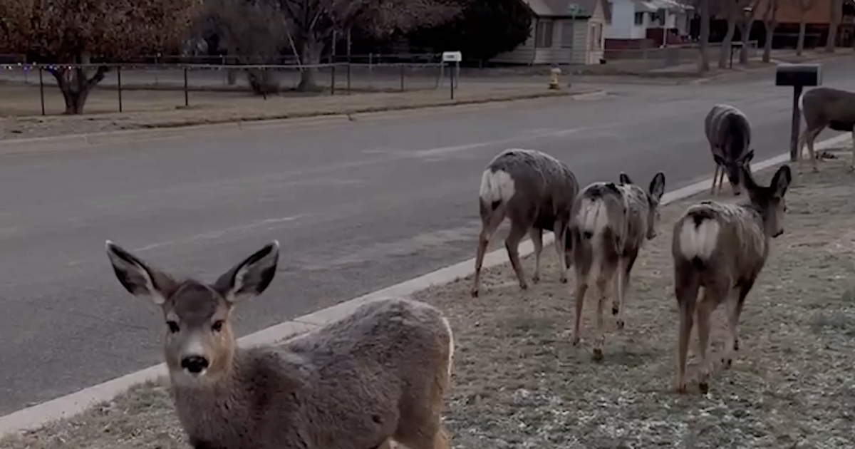 FWP announces Mule Deer Citizen Advisory Committee - Vimarsana News