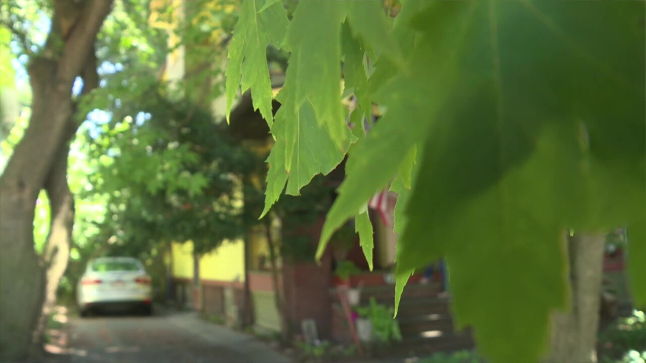Large trees shade Phyllis Bambeck's yard on Cleveland's West Side.