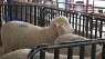 Historic ram auction set for Miles City