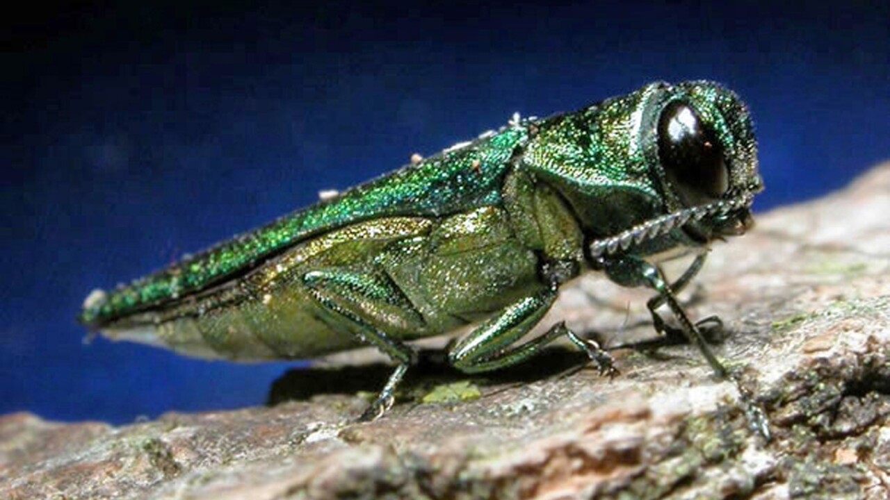 Emerald Ash Borer