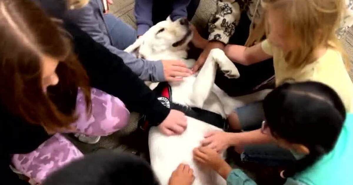Franklin Special School District gets help from nine therapy dogs - Vimarsana News