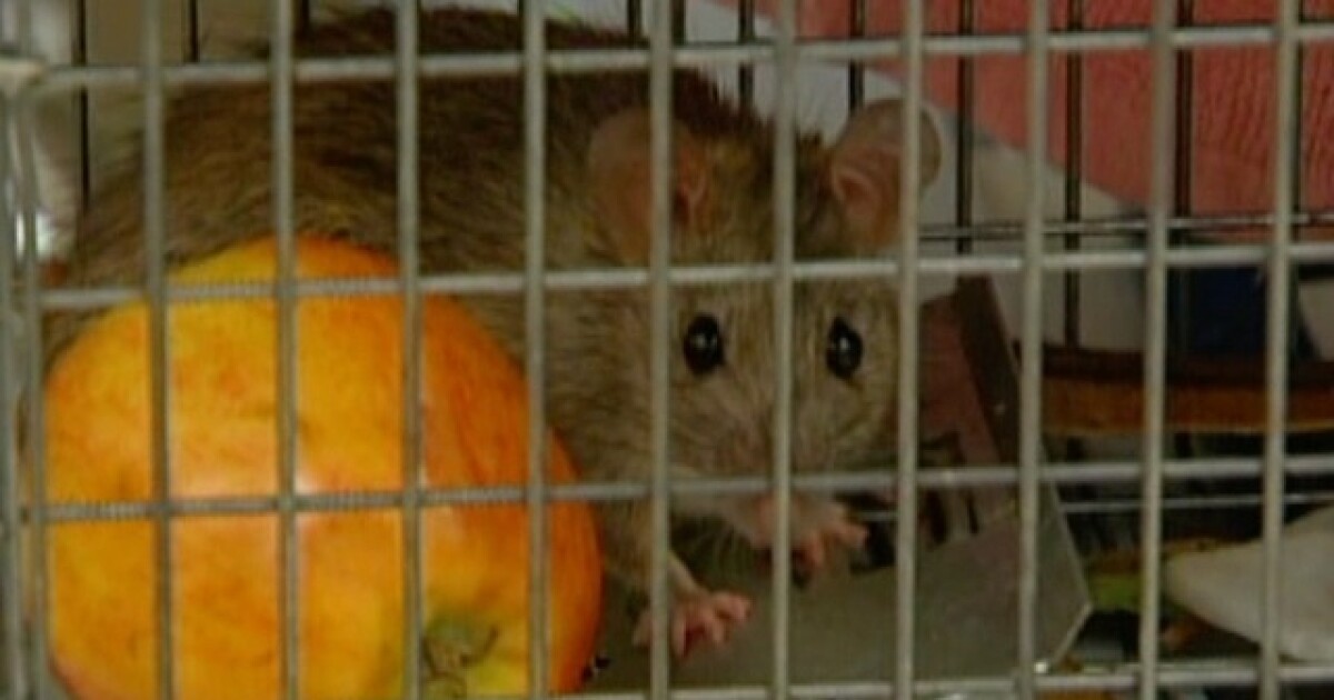 Yuck! Roof rats wreaking havoc around Valley