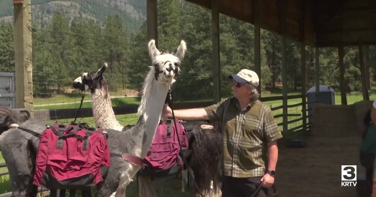 Great Northern Llama Company starts summer tours and treks