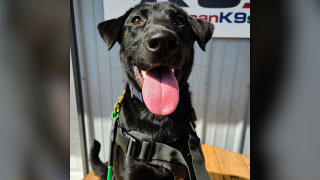 Oak is trained in firearm detection and will be stationed at Evergreen High School for a pilot program.
