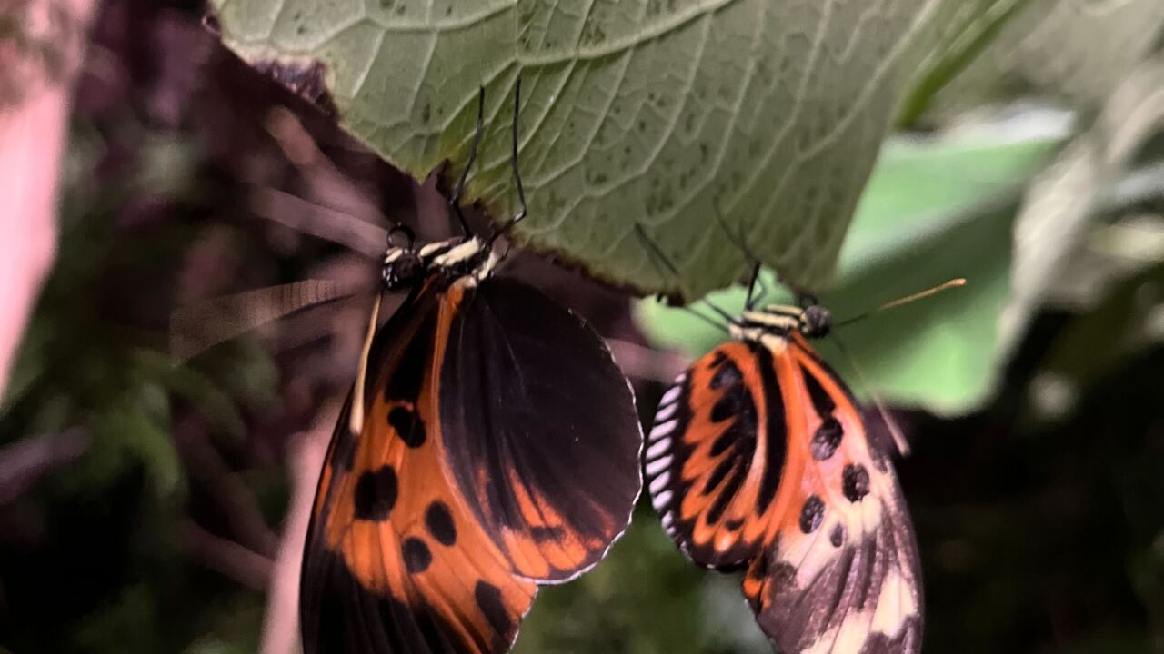 Butterflies at Frederik Meijer Gardens & Sculpture Park