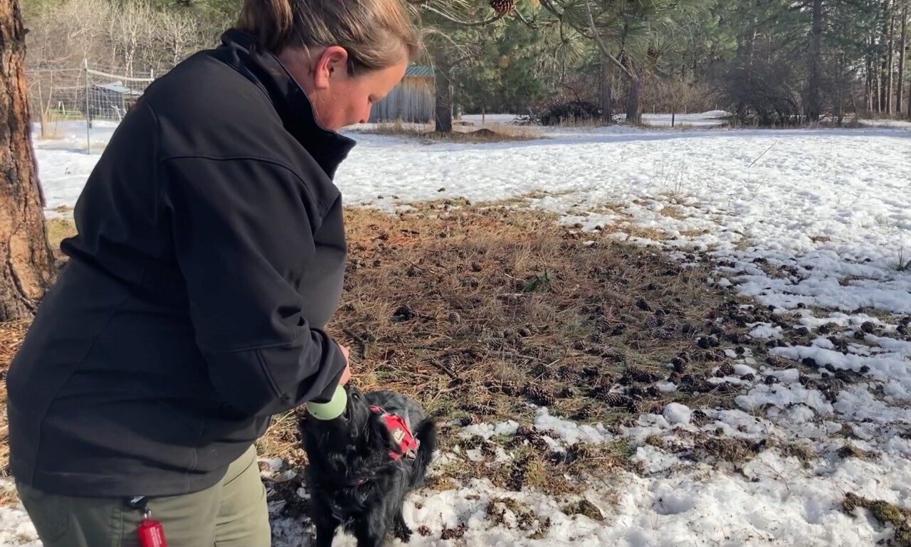 Amanda Ott rewards Sulley with a toy after successful scent find
