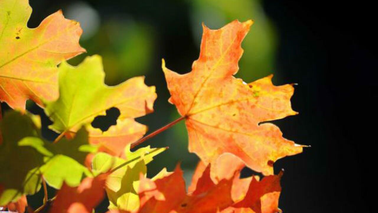 a sign that fall is near the brown county leaf cam is up and running