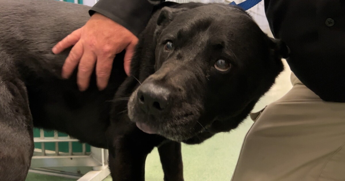 Dog orphaned after owner killed in car accident - Vimarsana News