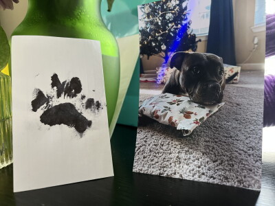 stormi dog.jpg