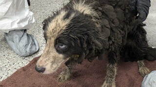 Dog rescued from suspected animal hoarding case
