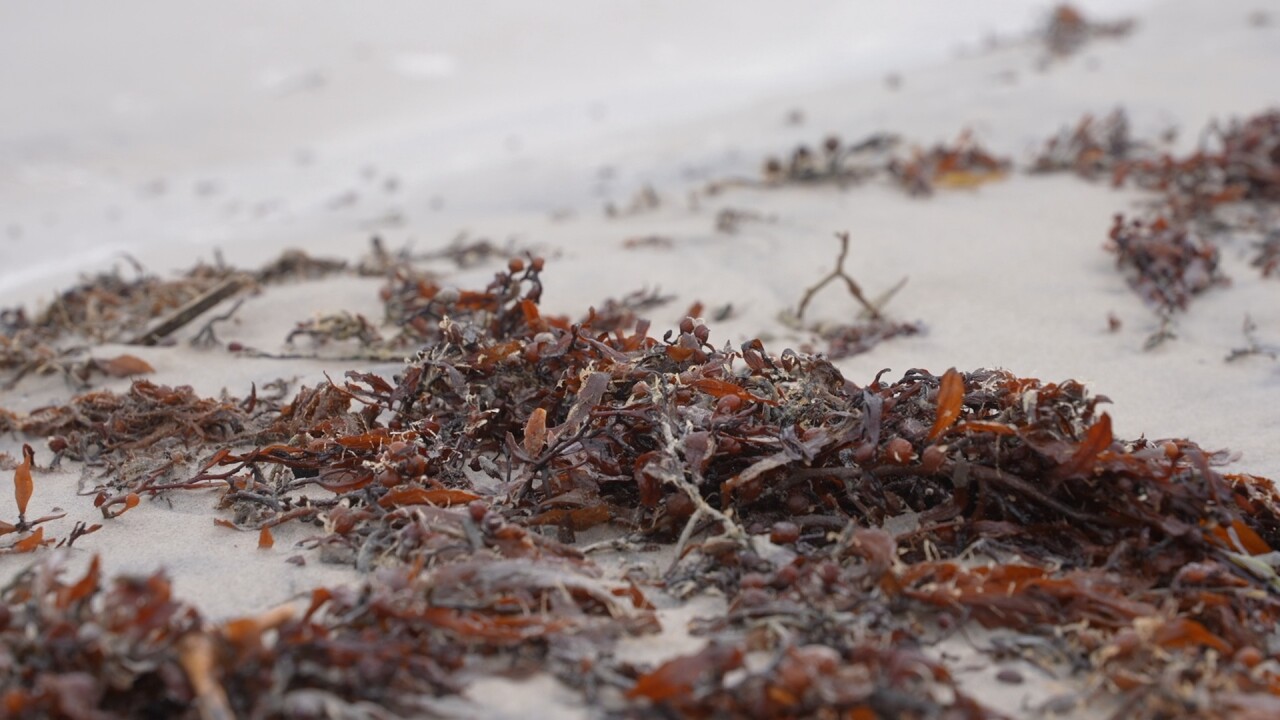SARGASSUM PHOTO.jpg