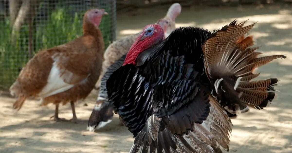 A Wilder View: Talking some turkey for Thanksgiving - Vimarsana News