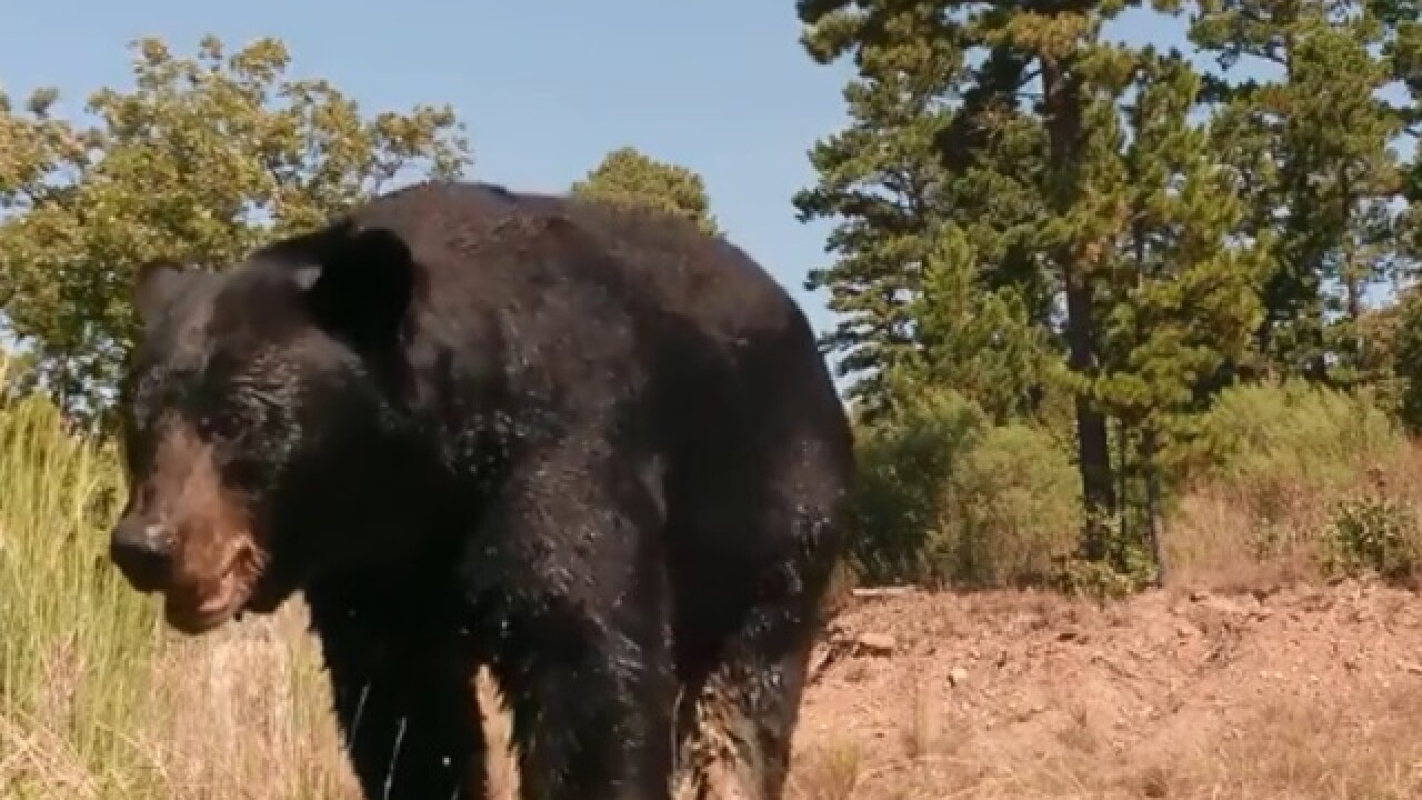Black bear caught on camera in southeast Oklahoma