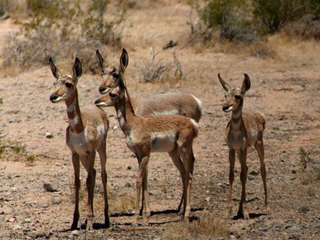 Seen them? 44 endangered, threatened animals in AZ