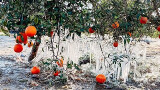 Frozen Citrus Tree on Feb. 1, 2026