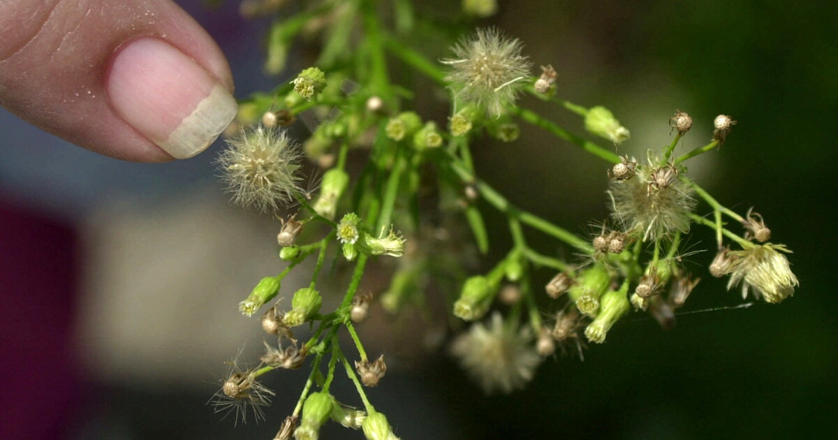 Allergy season started early, but you can keep pollen from ruining your spring - Vimarsana News