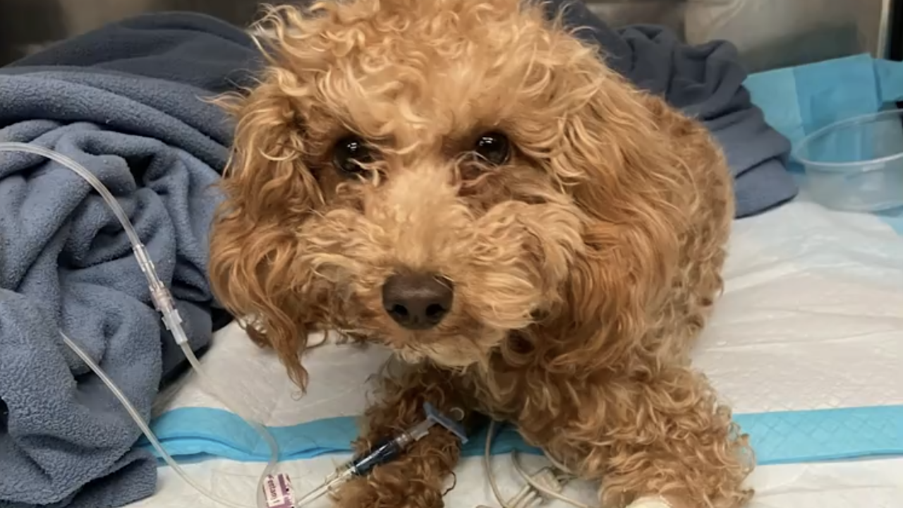 Puppy in the hospital