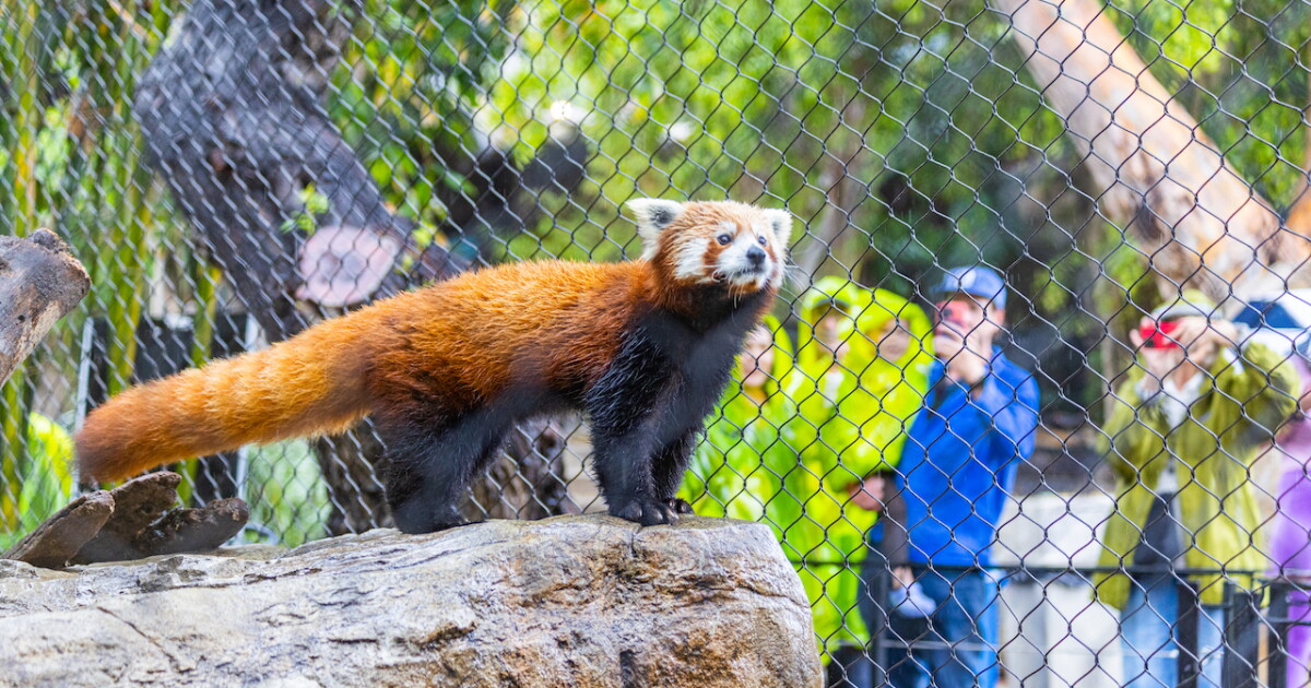 You can now visit Raj, the red panda, at the Santa Barbara Zoo - Vimarsana News