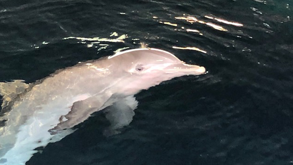 winter-dolphin-clearwater-aquarium.png
