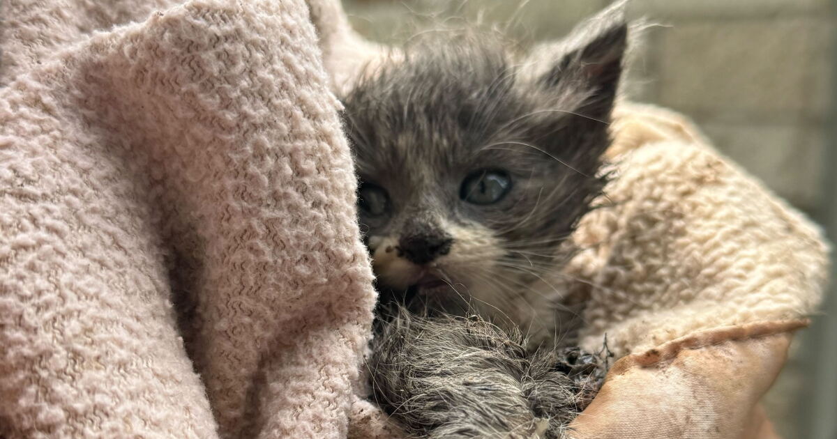 RESCUED: Kitten pulled from drain pipe near Milwaukee home after 5 days