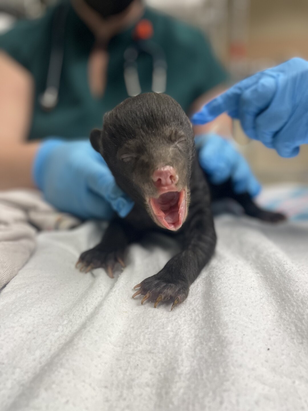 Valentines Day infant cub_big yawn_facing camera.jpg