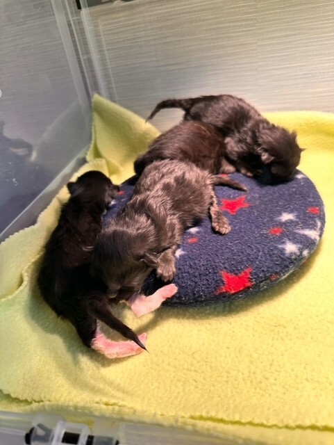 Frogtown Fosters kittens.jpg