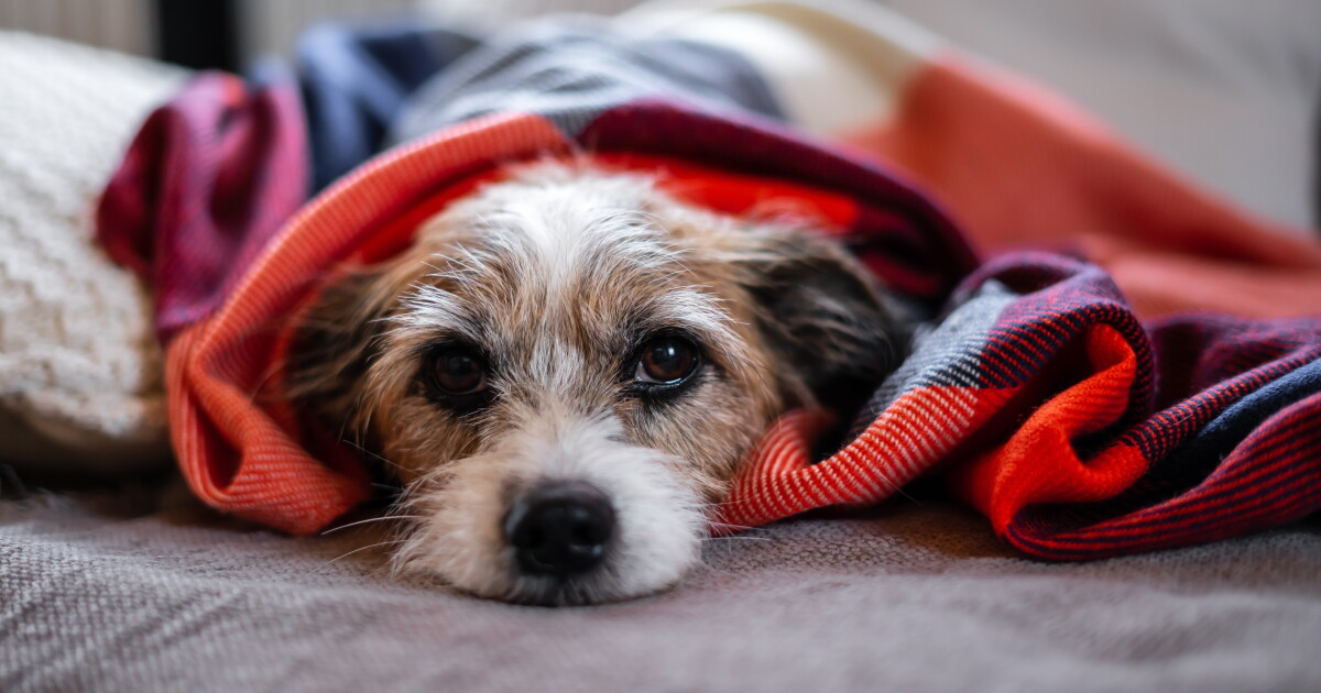 Researcher shares update on canine respiratory syndrome investigation - Vimarsana News