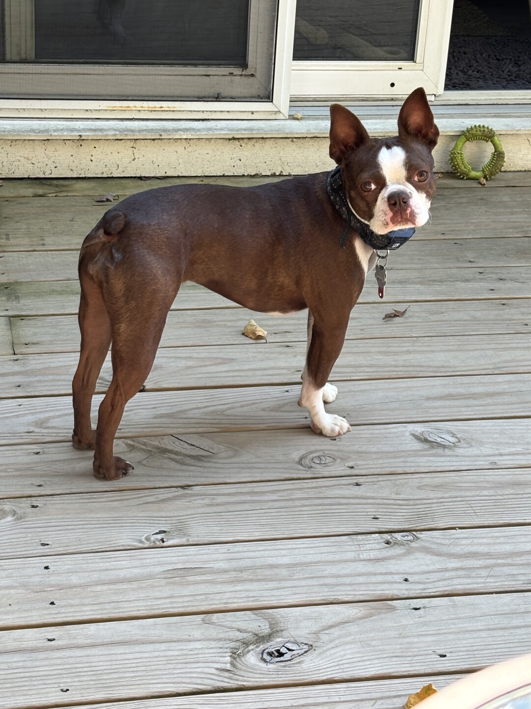 Dog Walking Forecast