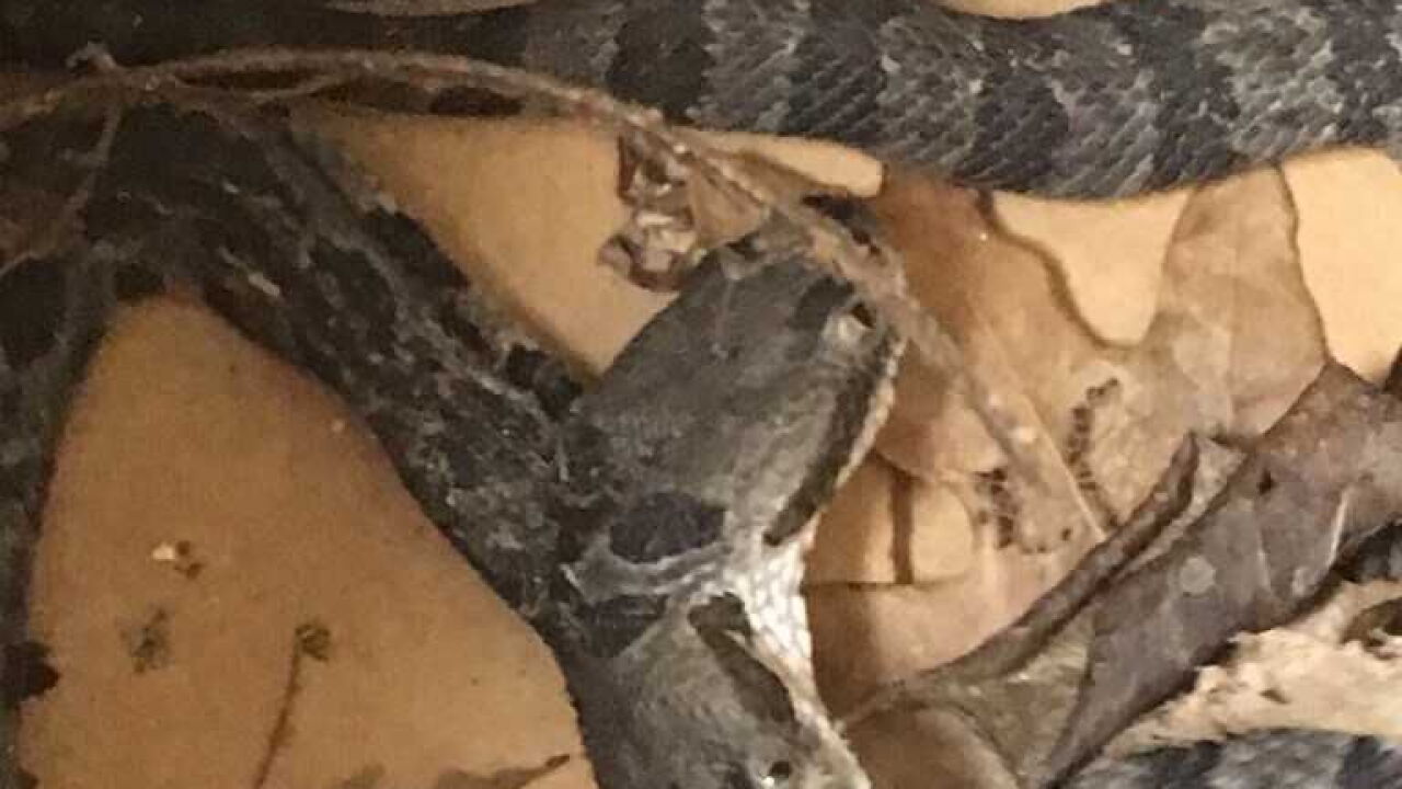 Two Step Rattlesnake Two-headed rattlesnake brought to Nature Center