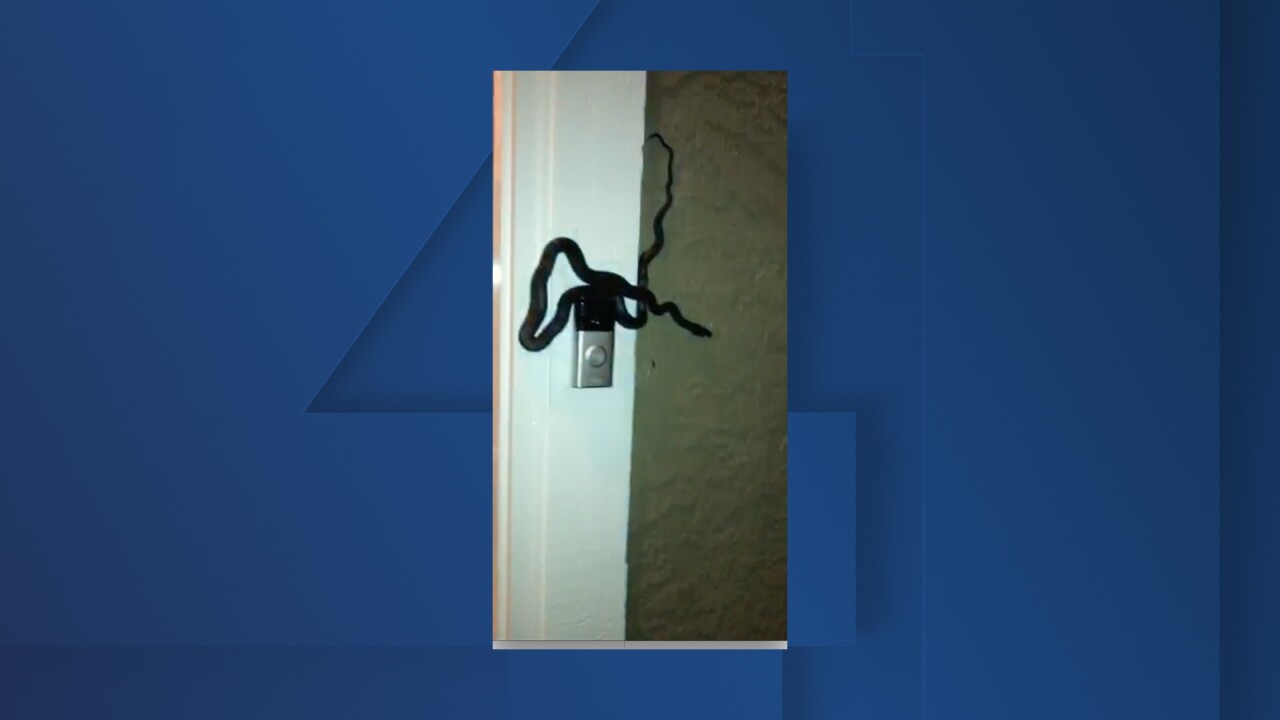 snake on door.jpg