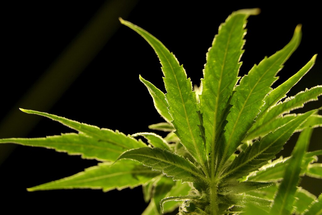 A marijuana plant at a medical marijuana dispensary.