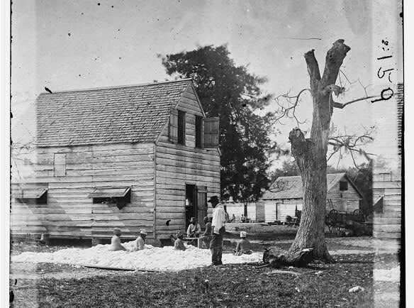 Preparing Cotton for Gin at the Smith Plantation